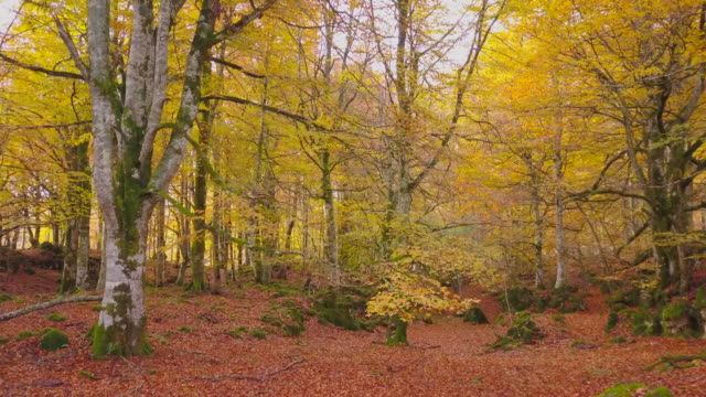 Farbige-Wald-im-Herbst