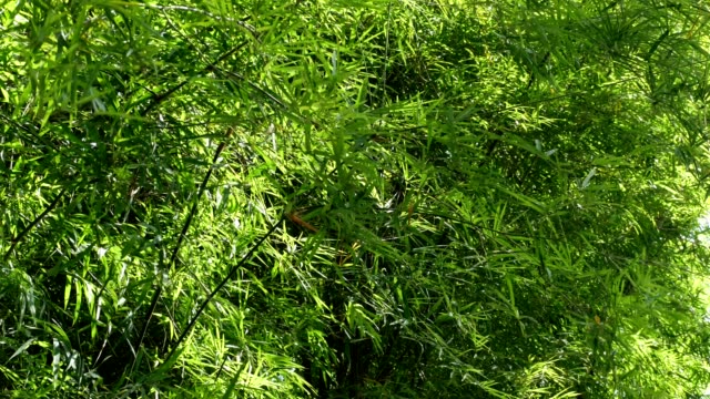 Hintergrund-Bambus-Blätter-im-Garten-4-K-Auflösung