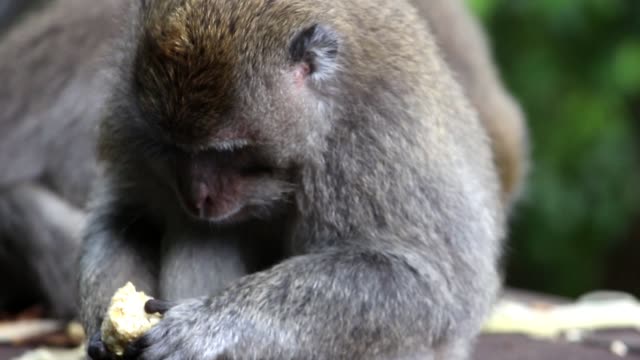Monkey-Eating-Corn-1