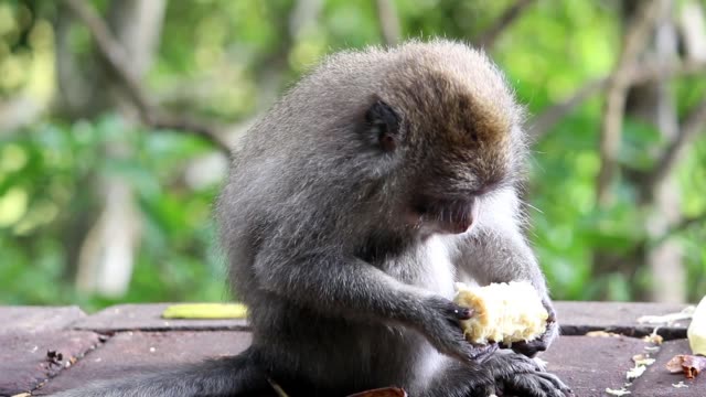 Monkey-Eating-Corn-2