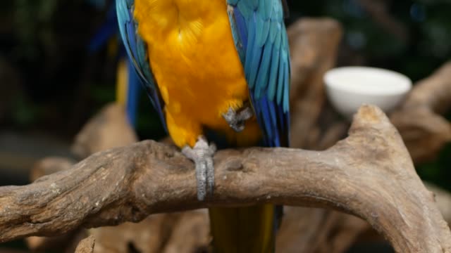 Macore-Bird-Hold-on-tree-branch.-Beautiful-macore-Parrot-bird-standing-on-a-wooden.