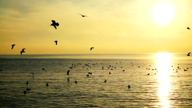 Seagulls-over-the-sea.-Slow-motion.