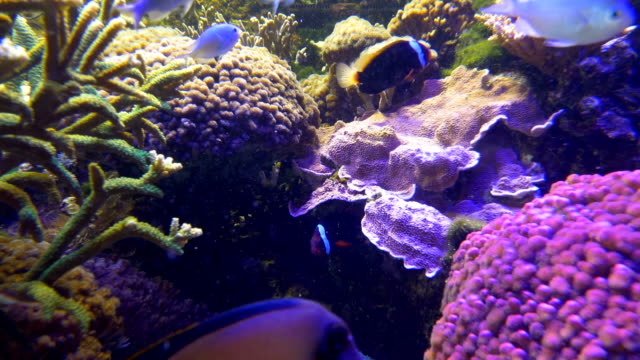 Korallenriff-mit-Fischen-in-4-k-Slow-Motion-60fps
