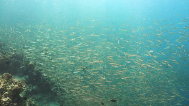 Sardines-on-blue-water