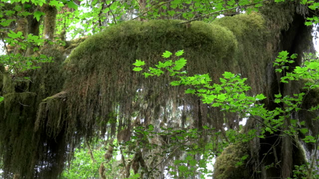 close-up-of-beard-moss-and-bigleaf-maple-leaves-at-hoh-rain-forest