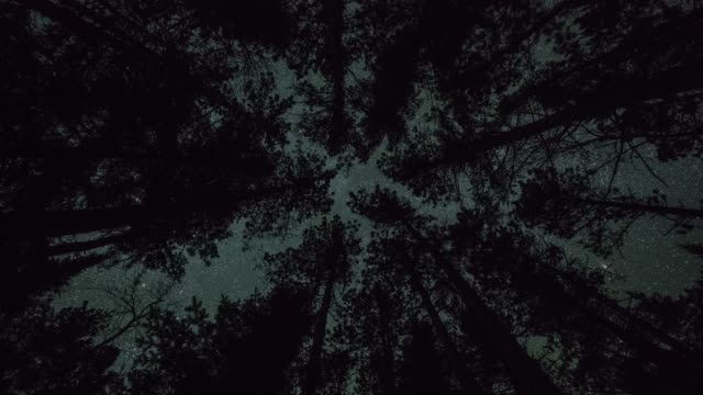 Estrellas-en-movimiento-sobre-un-dosel-de-bosque