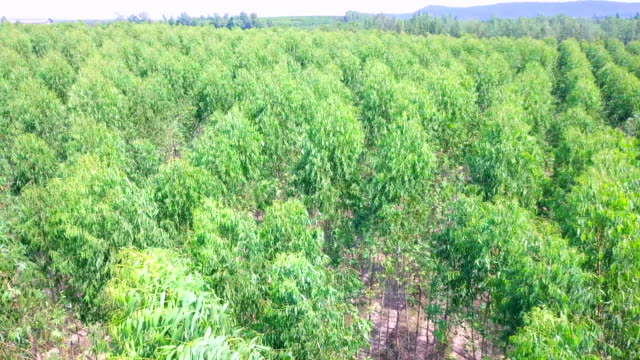 Luftaufnahme-von-Eukalyptus-Park