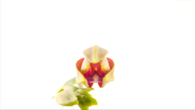 Hermosa-rara-Orquídea-en-maceta-en-el-fondo-borroso