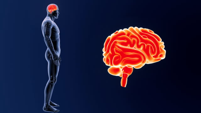 Human-Brain-zoom-with-Skeleton