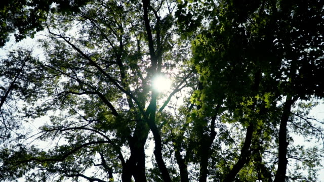 Einblicke-in-die-Sonne-durch-das-Laub-der-Bäume