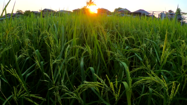 Rice-field-at-sunrise