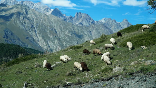 Ziegen-und-Schafe-blicken-auf-Hügel