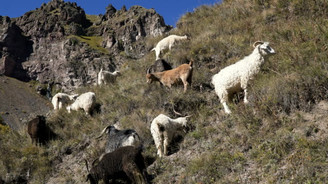 Herde-von-Ziegen-und-Schafen-Blick-auf-Hügel