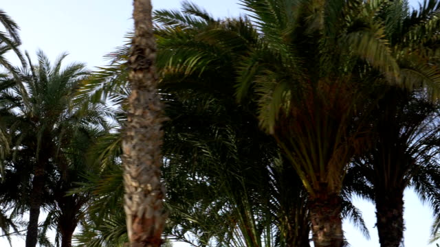 Car-POV-on-palm-trees-in-slow-motion-180fps