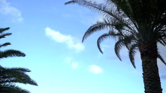 Car-POV-on-palm-trees-in-slow-motion-180fps