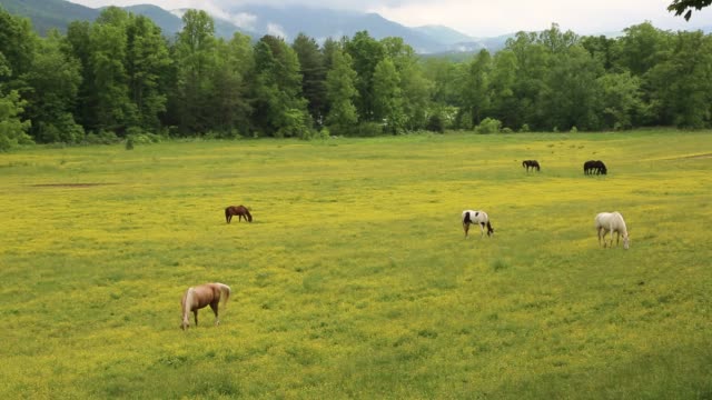 Pasture-in-Great-Smoky-Mountains-NP
