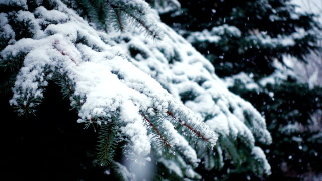 Schnee-fällt-auf-den-Tannenzweigen-Bäume