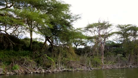 Die-Bewegung-auf-dem-Wasser-in-Ufernähe-mit-Mangroven-und-Akazien-In-Afrika