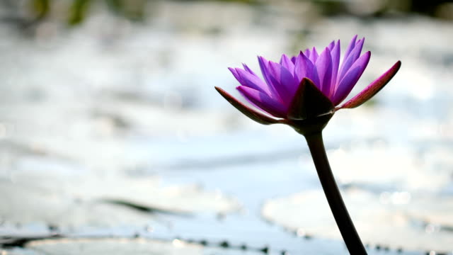 Loto-púrpura-hermosa,-una-flor-de-lirio-de-agua-en-estanque