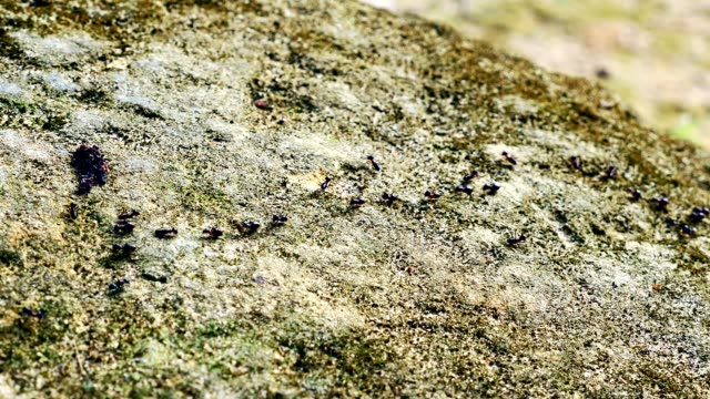 Termiten-Parade-auf-dem-Waldboden.