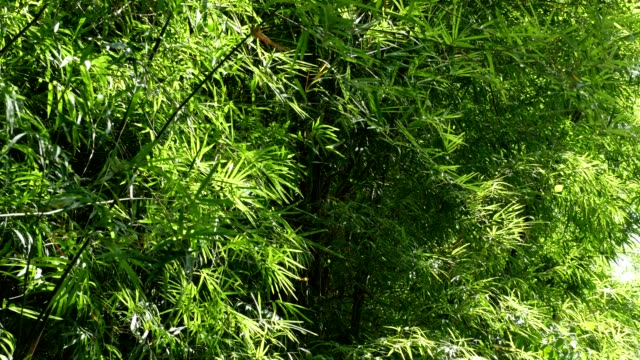hojas-de-bambú-de-fondo-en-la-resolución-de-K-4-jardín