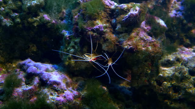 Alive-shrimp-in-the-water-in-4k-slow-motion-60fps