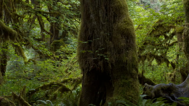 gimbal-clip-walking-past-a-tree-trunk-at-hoh-rain-forest-in-olympic-np