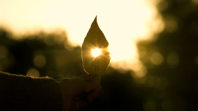 Hand-holding-autumn-leaf-with-heart-inside,-beautiful-golden-fall-season,-love