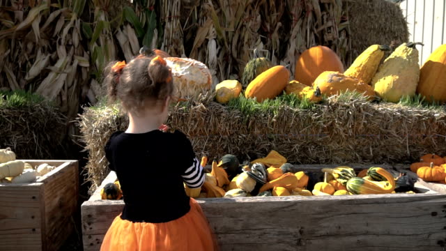 Kleinkind-Mädchen-in-süße-Halloween-Kleid-auf-der-Suche-nach-perfekter-Kürbis-auf-dem-Kürbisfeld.