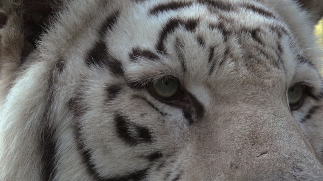 The-eyes-of-the-majestic-white-tiger