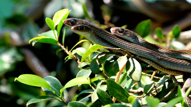 Serpiente-rata-oriental