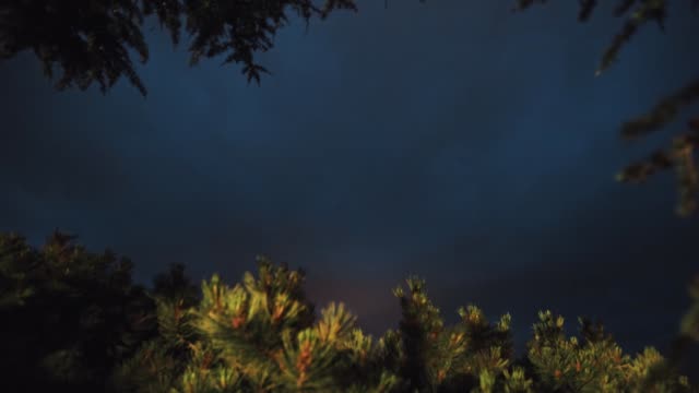 Timelapse-night-day-changes-in-evergreen-pine-trees-forest,-cloudy-sky