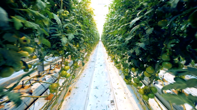 Pasando-por-las-plantaciones-de-tomates-en-un-warmhouse-a-lo-largo-de-lo-passway