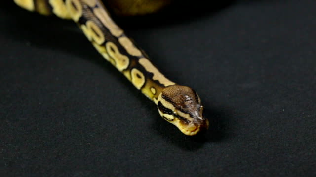 Kriechen-Sie-königliche-python