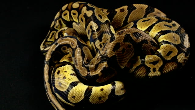 Video-von-Schlangen---zwei-ball-pythons