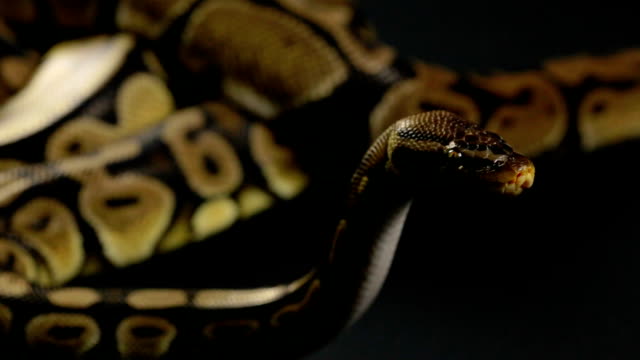 Espera-real-python