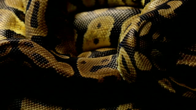 Snakeskin's-pattern-of-python-in-shadow