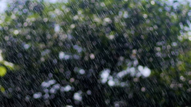 Drops-of-summer-rain-on-trees,-raindrops-fall-from-sky,-rain-through-sunshine