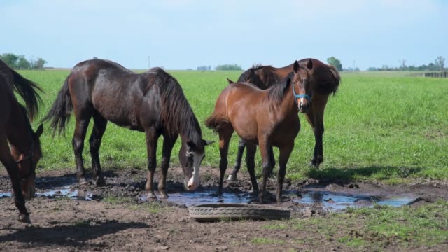 Pferde-Essen-und-spielen-in-einer-Pfütze-Wasser-unter-blauem-Himmel-an-einem-sonnigen-Tag-im-Sommer-oder-im-Frühjahr