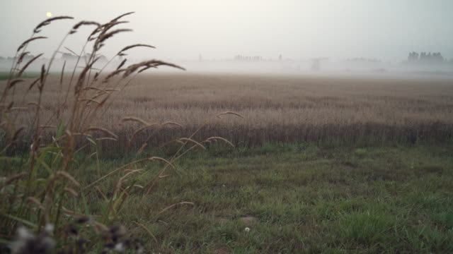 Field-of-Oats,-Morning-Mist-4K-UHD