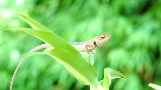 Chameleon-lizard-moving-big-eye-while-looking-around-and-moving-slowly-on-tree-branch,-green-nature-background