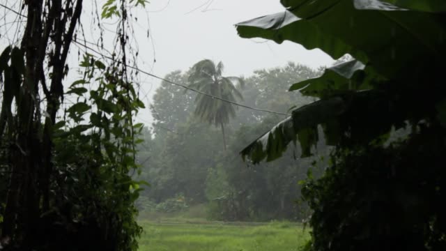 palm-tree-and-banana-trees-being-drenched-and-blowing-in-the-wind-of-a-tropical-rain-storm-in-Northern-Thailand,-Southeast-Asia,-during-monsoon-season