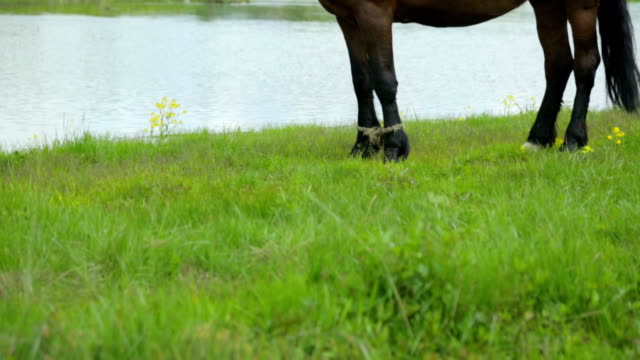 Pferde-grasen-auf-der-Wiese-in-der-Nähe-von-Fluss