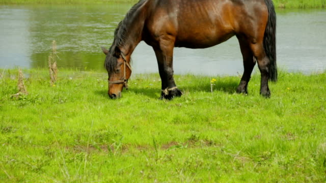 Horse-grazing-on-meadow-near-river