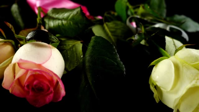 The-falling-rose-and-satin-ribbon-on-a-black-background.-Slow-motion.