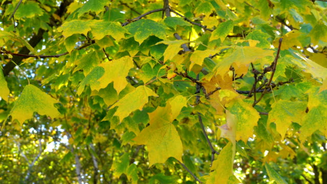 Herbst-gelbes-Blatt-auf-den-Ästen-der-Bäume-im-Park