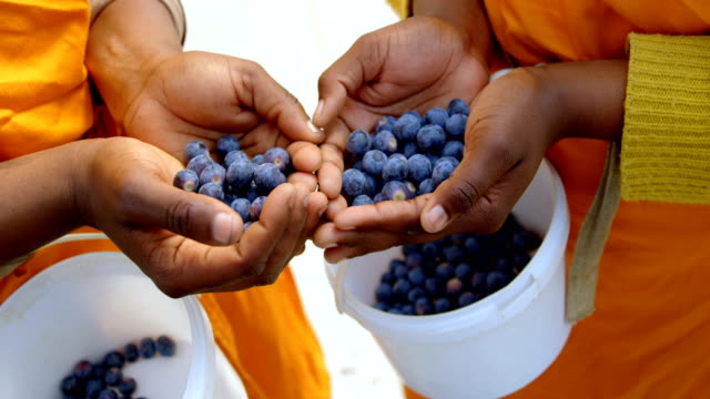 Workers-holding-blueberries-in-hand-4k