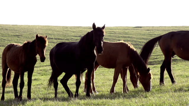 Herd-of-Young-Horses-in-the-Light-of-the-Sun