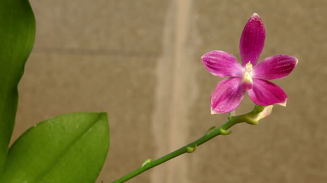 Hermosa-orquídea-rara-en-olla-sobre-fondo-blanco
