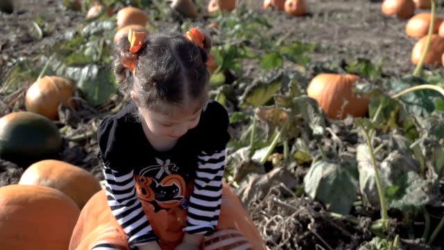 Kleinkind-Mädchen-in-süße-Halloween-Kleid-auf-der-Suche-nach-perfekter-Kürbis-auf-dem-Kürbisfeld.